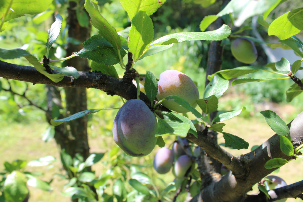 Clock-house-Farm-plum-varieties-mobile