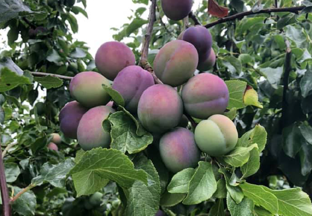 Clock-house-Farm-the-plums