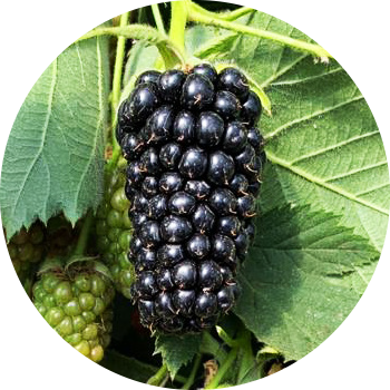 Clock-house-Farm-victoria-blackberries