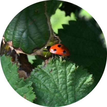 Clock-house-Farm-ladybird
